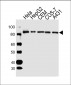 Stat3 antibody